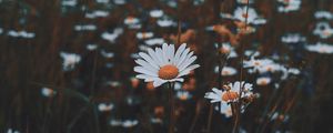 Preview wallpaper daisies, flowers, grass, wild, nature