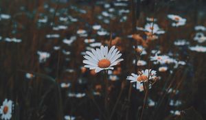 Preview wallpaper daisies, flowers, grass, wild, nature