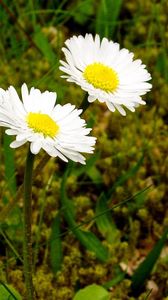 Preview wallpaper daisies, flowers, grass, close-up, summer