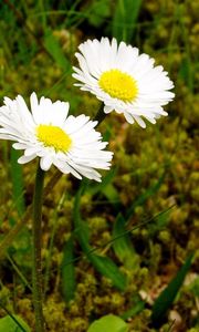 Preview wallpaper daisies, flowers, grass, close-up, summer