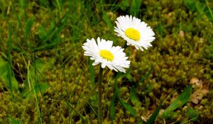 Preview wallpaper daisies, flowers, grass, close-up, summer