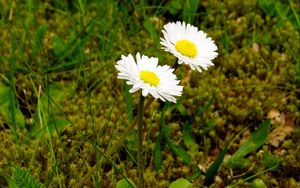 Preview wallpaper daisies, flowers, grass, close-up, summer