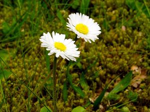 Preview wallpaper daisies, flowers, grass, close-up, summer