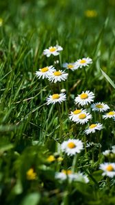 Preview wallpaper daisies, flowers, grass, meadow, greens, sharpness