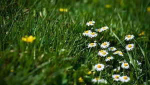 Preview wallpaper daisies, flowers, grass, meadow, greens, sharpness