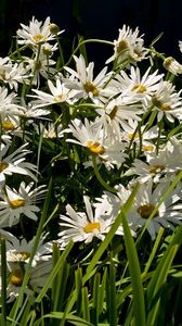 Preview wallpaper daisies, flowers, grass, green, light