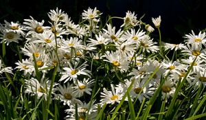 Preview wallpaper daisies, flowers, grass, green, light