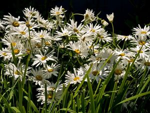 Preview wallpaper daisies, flowers, grass, green, light