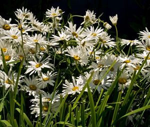 Preview wallpaper daisies, flowers, grass, green, light