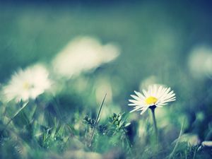 Preview wallpaper daisies, flowers, grass, smeared, field