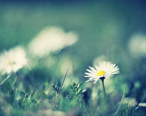 Preview wallpaper daisies, flowers, grass, smeared, field