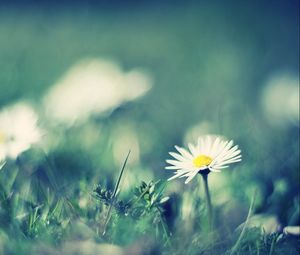 Preview wallpaper daisies, flowers, grass, smeared, field