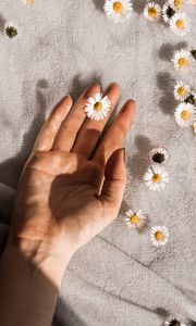 Preview wallpaper daisies, flowers, hand