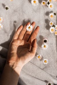 Preview wallpaper daisies, flowers, hand