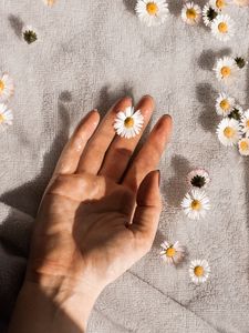 Preview wallpaper daisies, flowers, hand