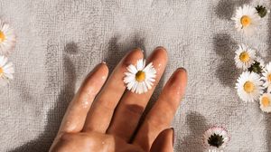 Preview wallpaper daisies, flowers, hand