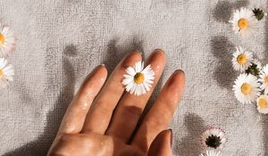 Preview wallpaper daisies, flowers, hand