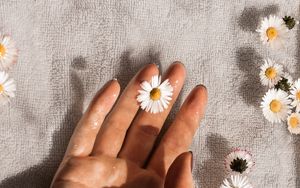 Preview wallpaper daisies, flowers, hand