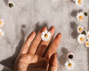 Preview wallpaper daisies, flowers, hand