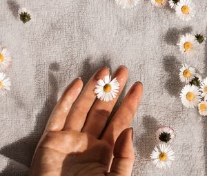Preview wallpaper daisies, flowers, hand