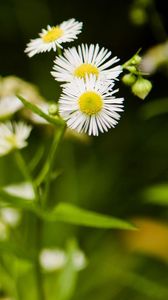 Preview wallpaper daisies, flowers, herbs, meadow, motion blur