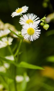 Preview wallpaper daisies, flowers, herbs, meadow, motion blur