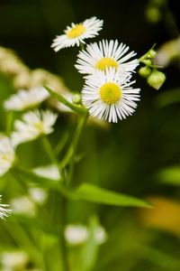 Preview wallpaper daisies, flowers, herbs, meadow, motion blur