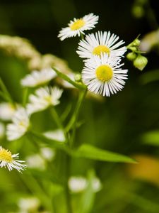 Preview wallpaper daisies, flowers, herbs, meadow, motion blur