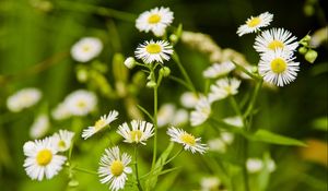 Preview wallpaper daisies, flowers, herbs, meadow, motion blur