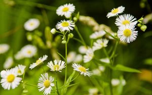 Preview wallpaper daisies, flowers, herbs, meadow, motion blur