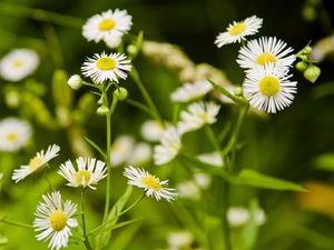 Preview wallpaper daisies, flowers, herbs, meadow, motion blur