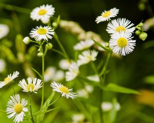 Preview wallpaper daisies, flowers, herbs, meadow, motion blur