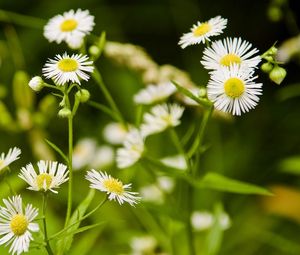 Preview wallpaper daisies, flowers, herbs, meadow, motion blur