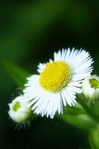 Preview wallpaper daisies, flowers, herbs, close-up