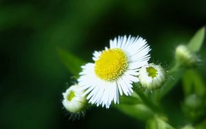 Preview wallpaper daisies, flowers, herbs, close-up