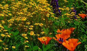 Preview wallpaper daisies, flowers, herbs, lawn, summer