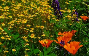 Preview wallpaper daisies, flowers, herbs, lawn, summer