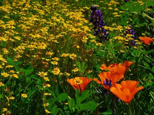 Preview wallpaper daisies, flowers, herbs, lawn, summer