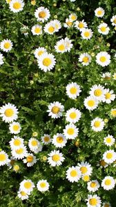 Preview wallpaper daisies, flowers, herbs, summer, sunny