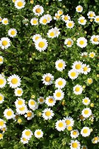 Preview wallpaper daisies, flowers, herbs, summer, sunny