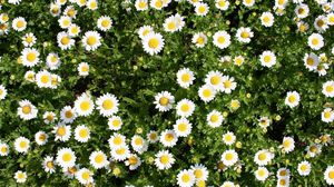 Preview wallpaper daisies, flowers, herbs, summer, sunny