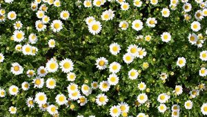 Preview wallpaper daisies, flowers, herbs, summer, sunny