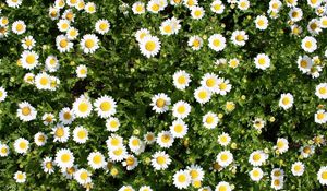 Preview wallpaper daisies, flowers, herbs, summer, sunny