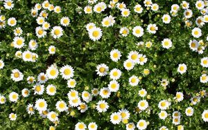 Preview wallpaper daisies, flowers, herbs, summer, sunny