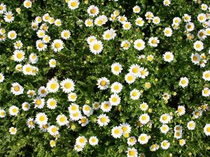 Preview wallpaper daisies, flowers, herbs, summer, sunny