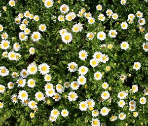 Preview wallpaper daisies, flowers, herbs, summer, sunny