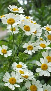 Preview wallpaper daisies, flowers, herbs, nature