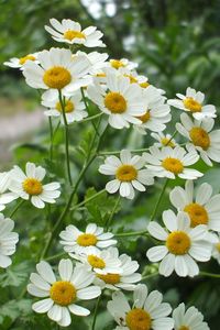 Preview wallpaper daisies, flowers, herbs, nature