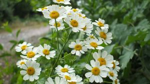 Preview wallpaper daisies, flowers, herbs, nature