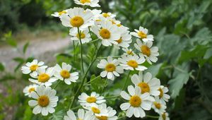 Preview wallpaper daisies, flowers, herbs, nature